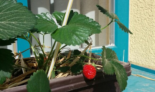 Erdbeeren am Fensterbrett